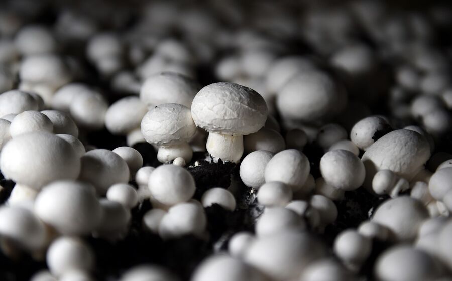 cogumelos