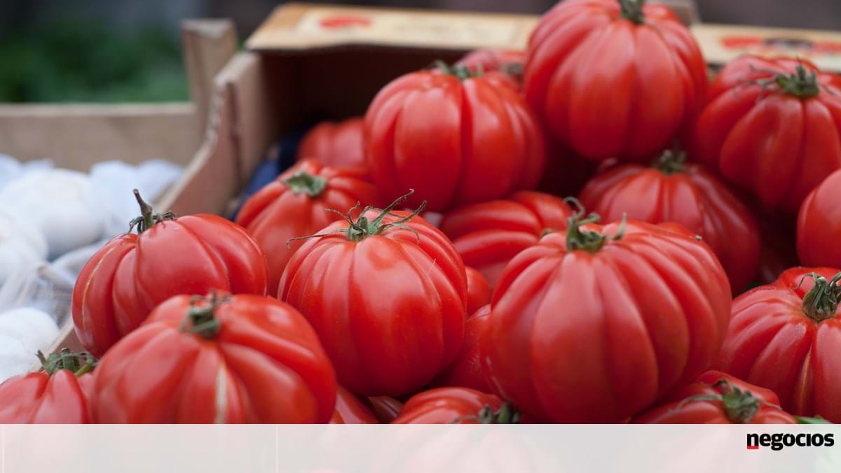 Sólo Italia y España producen más tomates que Portugal en la UE – Economía