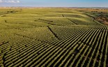 Oliveira da Serra com novo posicionamento