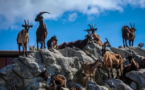 Paragrafino Pescada escreve sobre cabras e os xexelentos que não vão à Comporta