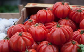 Só Itália e Espanha produzem mais tomates que Portugal na UE