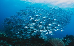 Alterações climáticas reduziram stocks de peixe em metade das regiões marinhas 
