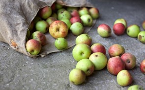 Guimarães desenvolve projeto para reduzir desperdício alimentar 