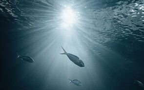 peixes
