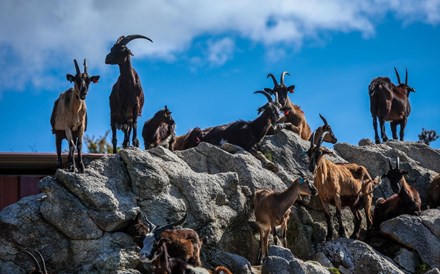 Paragrafino Pescada escreve sobre cabras e os xexelentos que não vão à Comporta