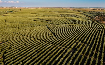 Oliveira da Serra com novo posicionamento