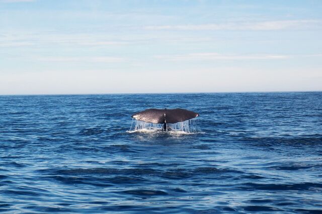 Mundo falha tratado global para o alto-mar
