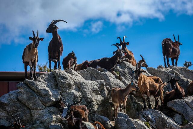 Paragrafino Pescada escreve sobre cabras e os xexelentos que não vão à Comporta