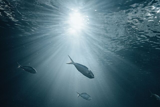 Portugal incluído na proibição de pesca de fundo em 87 novas zonas marinhos sensíveis