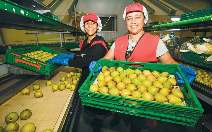 A Pera Rocha segue para a Mercadona em caixas plásticas reutilizáveis, que no destino são lavadas e devolvidas à origem para nova viagem.