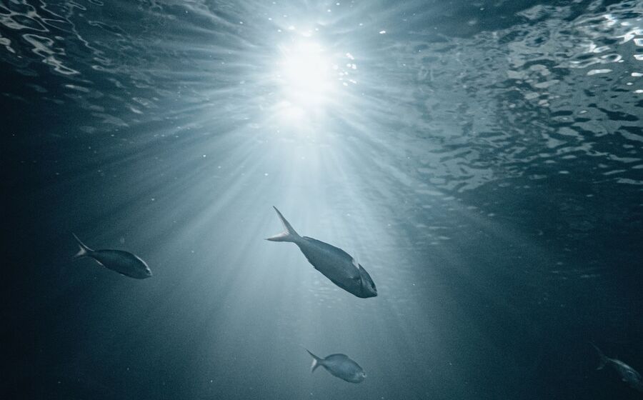 peixes