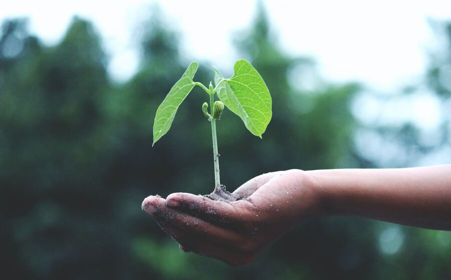 Planta 