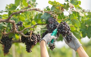 Vinhos que assinalam o lavar dos cestos