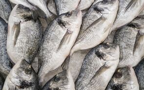 dourada peixe pesca