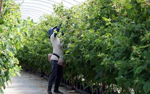 trabalho, trabalhadores, trabalhadores sazonais, agricultura
