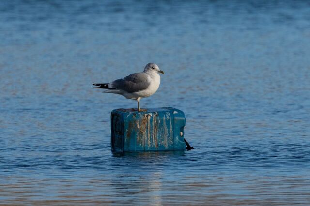 UE e EUA estreitam cooperação contra criminalidade ambiental