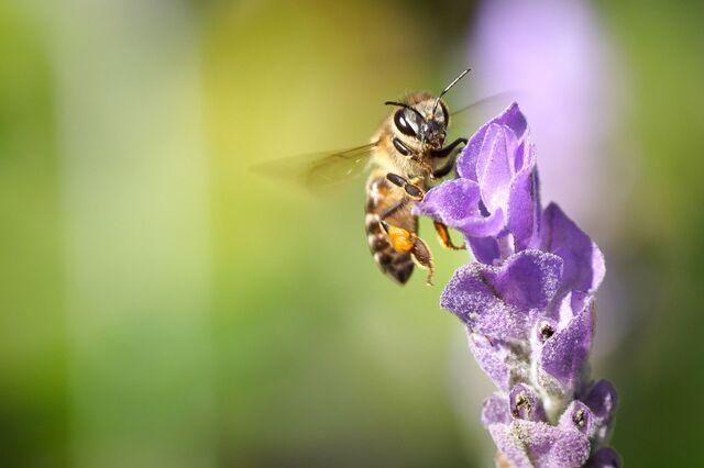Polinização vale 800 milhões de euros em Portugal