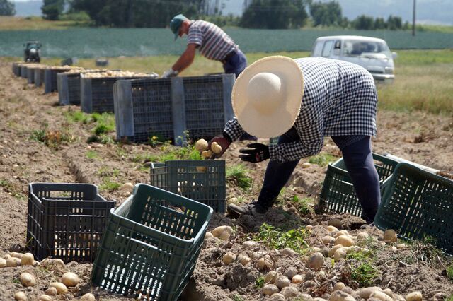 Pagamento de 'parte significativa' de apoios aos agricultores pendentes por dados inválidos