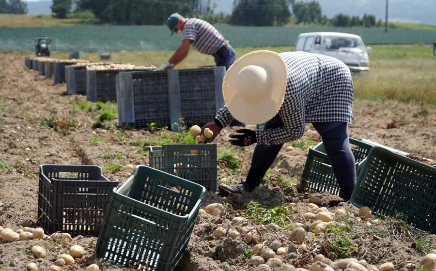 Para a campanha agrícola do próximo ano, a CAP estima que haja falta de quatro mil trabalhadores.
