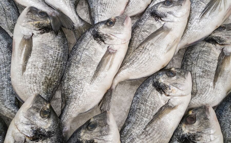 dourada peixe pesca