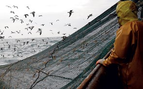 Sobrepesca põe em risco oceanos e espécies 