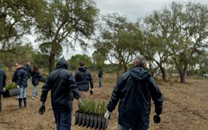 Voluntários da Corticeira Amorim vão plantar 3.000 sobreiros 