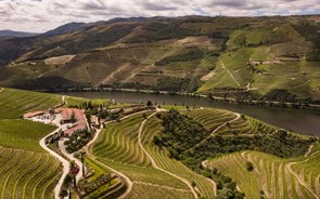 Douro: Organizações acusam Governo de 'inação' perante agravar de problemas dos vitivinicultores