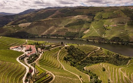Douro: Organizações acusam Governo de 'inação' perante agravar de problemas dos vitivinicultores