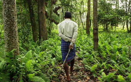 Investir na floresta trava as alterações climáticas