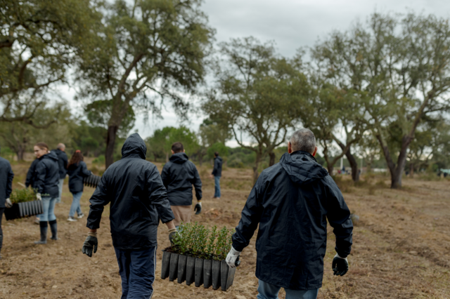 Voluntários da Corticeira Amorim vão plantar 3.000 sobreiros 