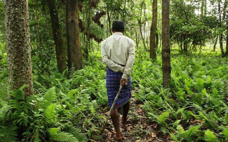 O mundo tem vindo a perder floresta.