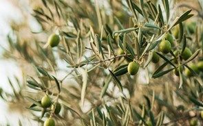 Olivicultores do Alentejo vão ter referencial para os guiar rumo à sustentabilidade