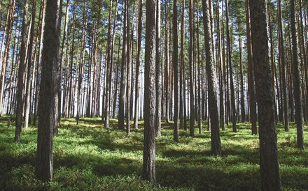 Governo aprova regras para a contribuição especial para a floresta