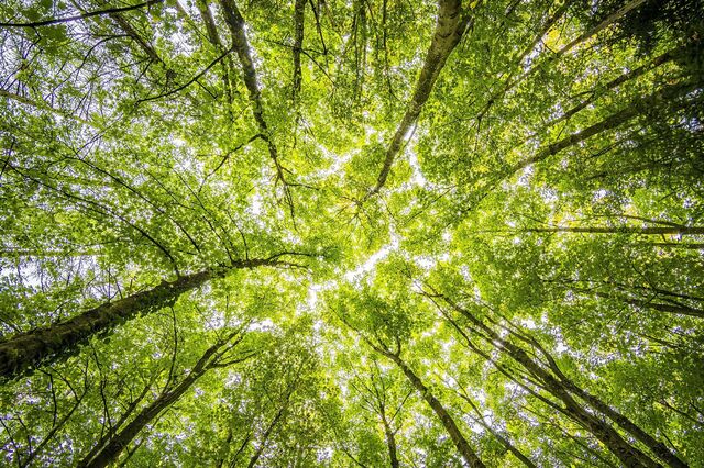 Governo aprova lei que cria mercado voluntário de carbono em Portugal