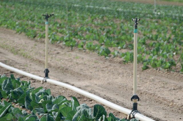 Regiões reforçadas na gestão de fundos europeus para a agricultura 