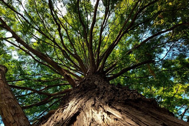 Método inovador mapeia depósito de carbono em árvores
