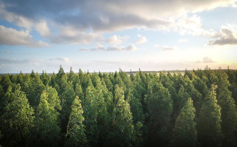floresta natureza árvores