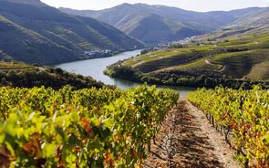vinha, videiras, vinho, douro