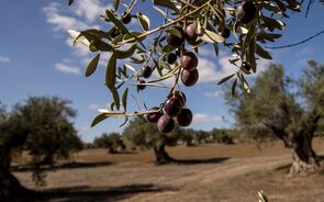 azeite, azeitonas, oliveiras