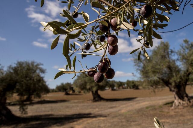 Exportações batem recorde no setor agroalimentar