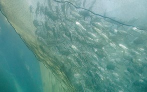Apostar na aquacultura é ajudar a preservar as espécies marinhas 