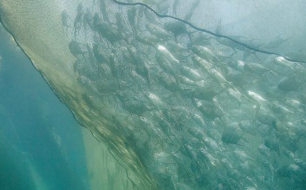 Apostar na aquacultura é ajudar a preservar as espécies marinhas 