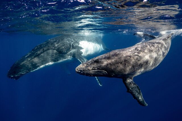 Novo tratado global visa proteger alto mar e regular atividades