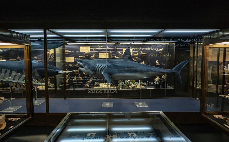 aquario vasco da gama