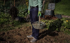 Hortas comunitárias: saber o que se come