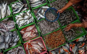 peixe mar pesca