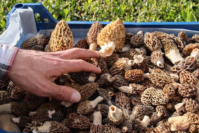 Alimentação: aproveitar o que a natureza dá