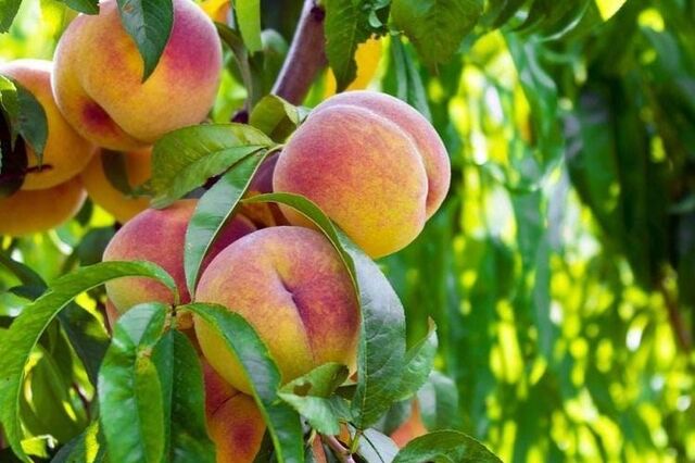 Jerónimo Martins alia-se a grupo Luís Vicente para produzir fruta