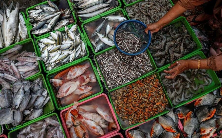peixe mar pesca
