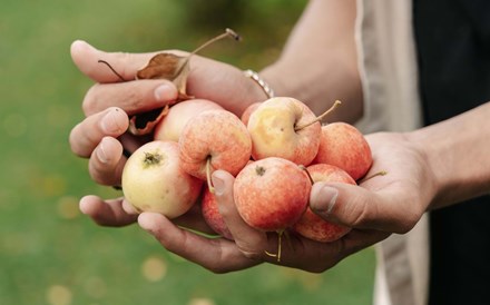 CE quer frutos e produtos hortícolas “feios” isentos do cumprimento das normas de comercialização